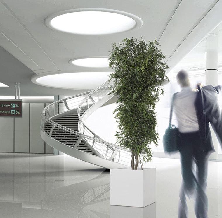 ANI0113-3-slim-nicoly - Dream in Green