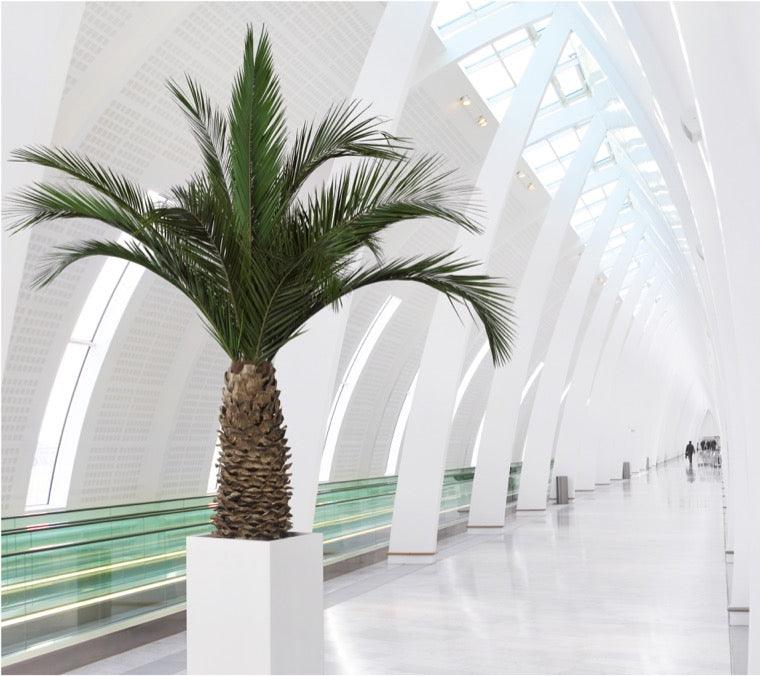 KAG0230-3-palmera-phoenix - Dream in Green