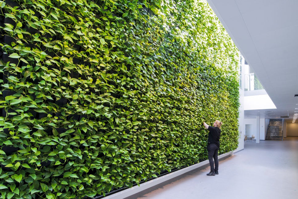 Pflanzenwand mit Frau davor die pflegt