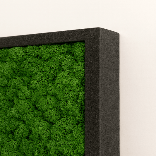 Moosbild Islandmoos 50x25cm Rahmenfarbe Anthrazit - Dream in Green