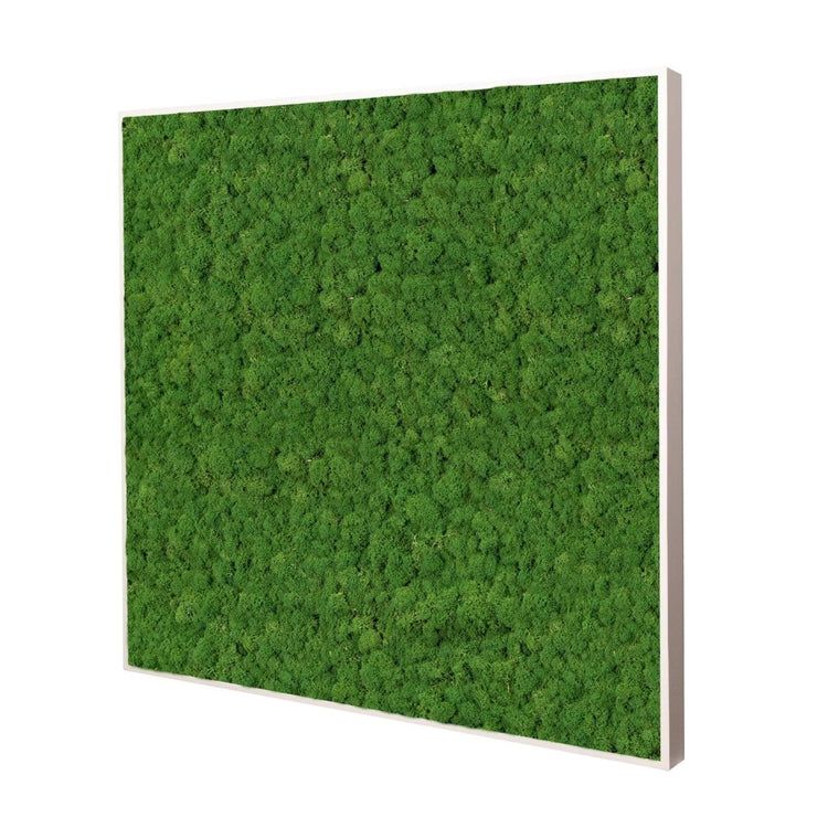 Moosbild Islandmoos 55x55 cm - Dream in Green