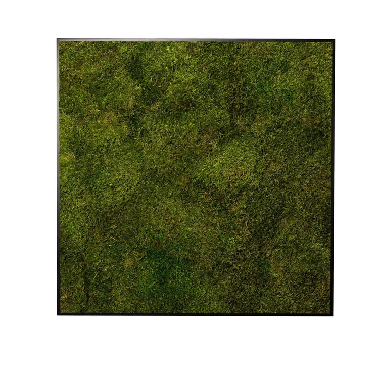 Moosbild Long Moos 80x80 cm - Dream in Green
