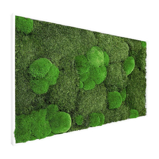 Moosbild Mixmoos 100x50cm - Dream in Green