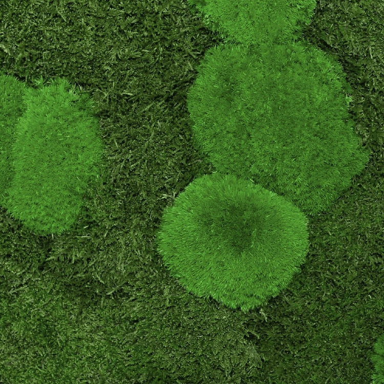 Moosbild Mixmoos 140x40cm Weiß - Dream in Green