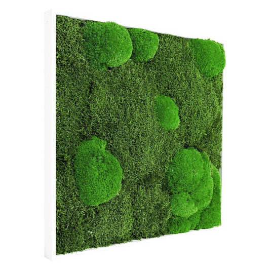 Moosbild Mixmoos 50x50cm - Dream in Green