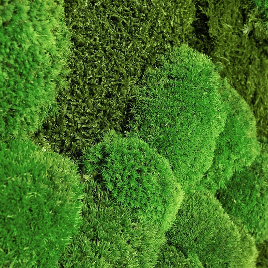 Moosbild Mixmoos 80x80cm Schwarz - Dream in Green