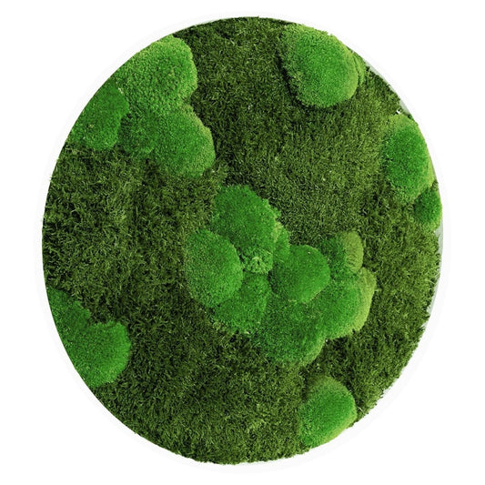 Moosbild Mixmoos Rund 75cm - Dream in Green