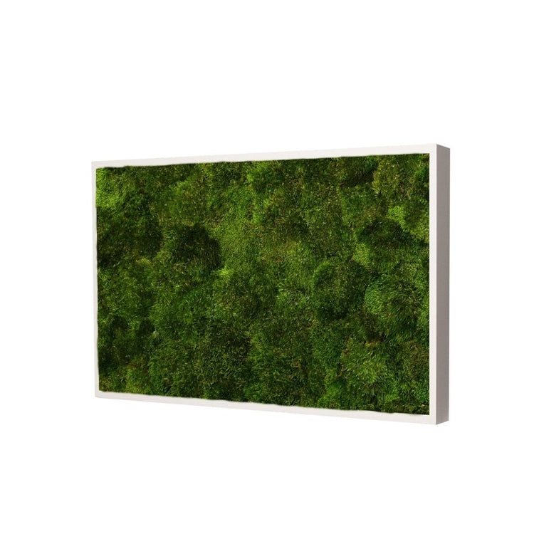 Moosbild Provence Moos 60x30 cm - Dream in Green