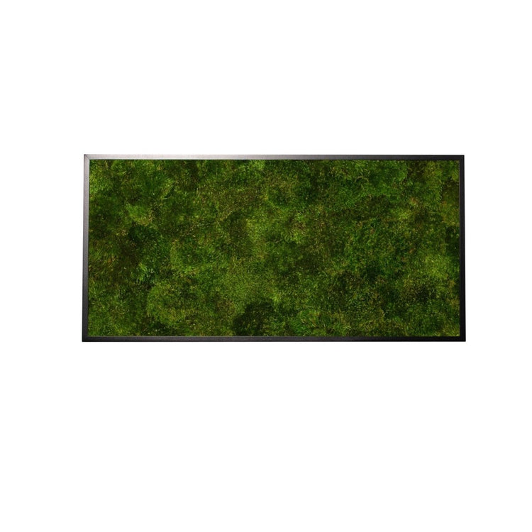 Moosbild Provence Moos 60x30 cm - Dream in Green