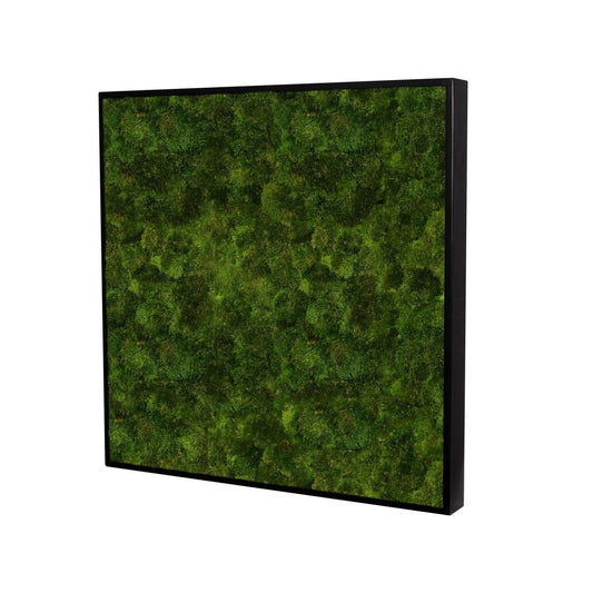 Moosbild Provence Moos 80x80 cm - Dream in Green