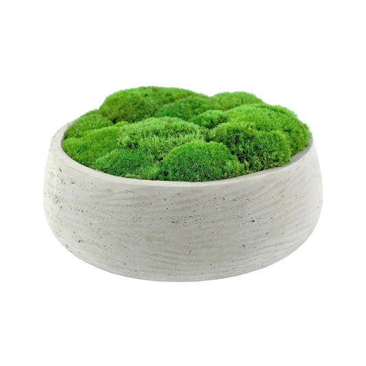 Moosschale Hügelmoos - Dream in Green