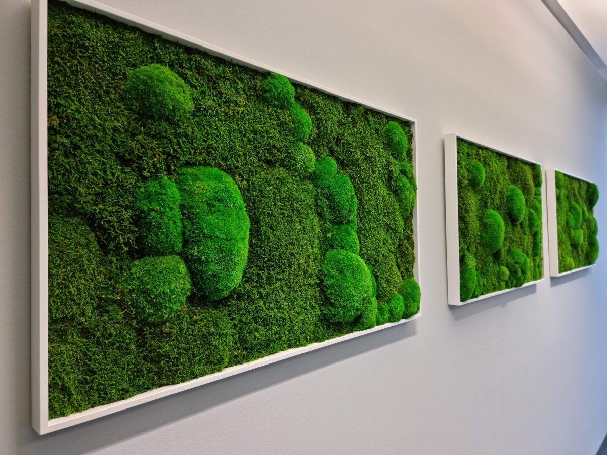 3 Moosbilder in reihe an weißer Wand