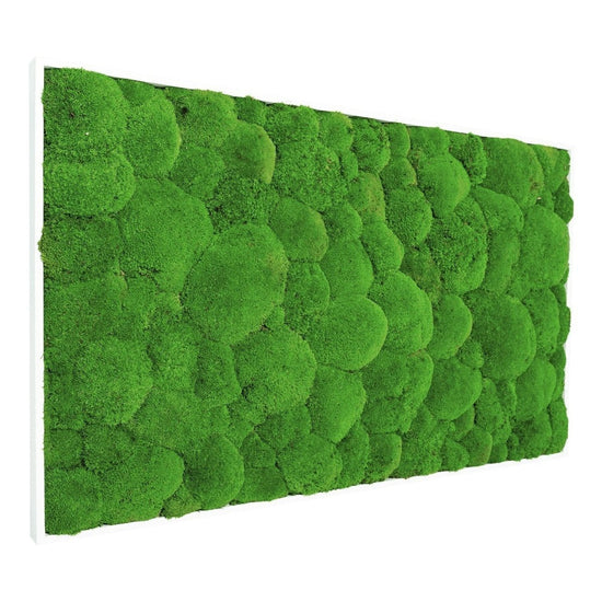 Moosbild Hügelmoos 100x50cm - Dream in Green