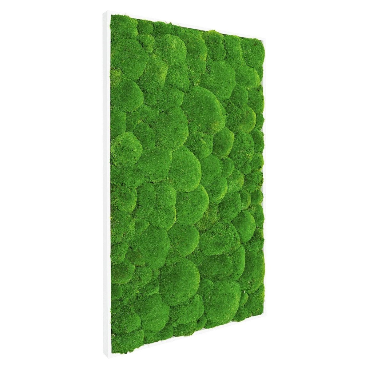 Moosbild Hügelmoos 100x50cm - Dream in Green