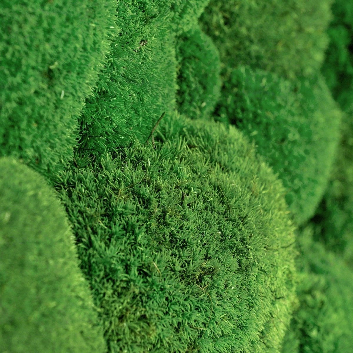 Moosbild Hügelmoos 150x50cm - Dream in Green