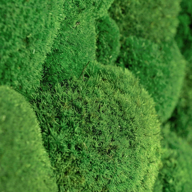 Moosbild Hügelmoos 150x50cm - Dream in Green