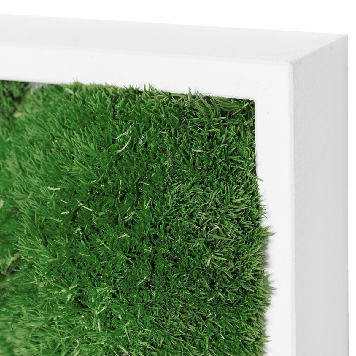 Moosbild Hügelmoos 150x50cm - Dream in Green