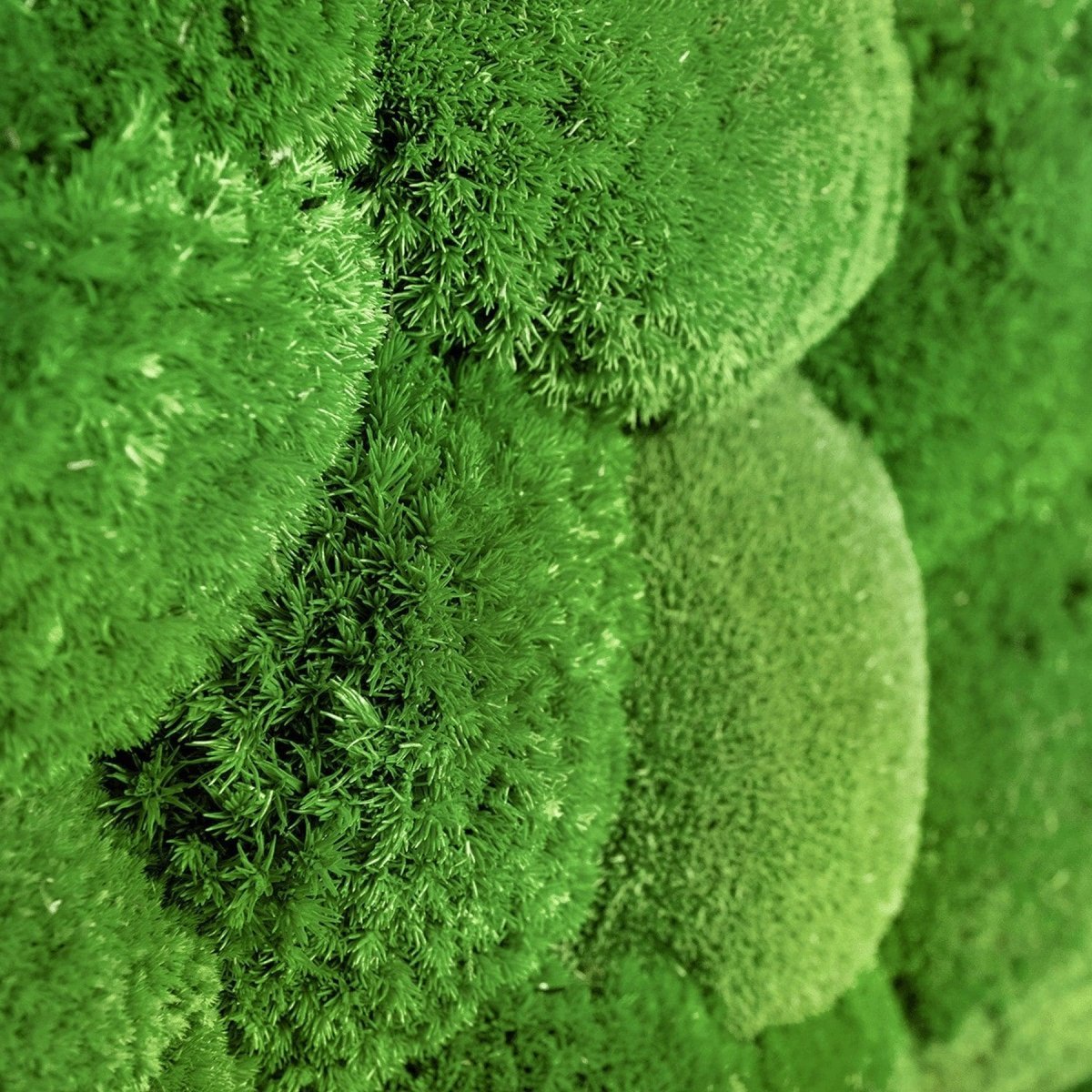 Moosbild Hügelmoos 50x25cm - Dream in Green