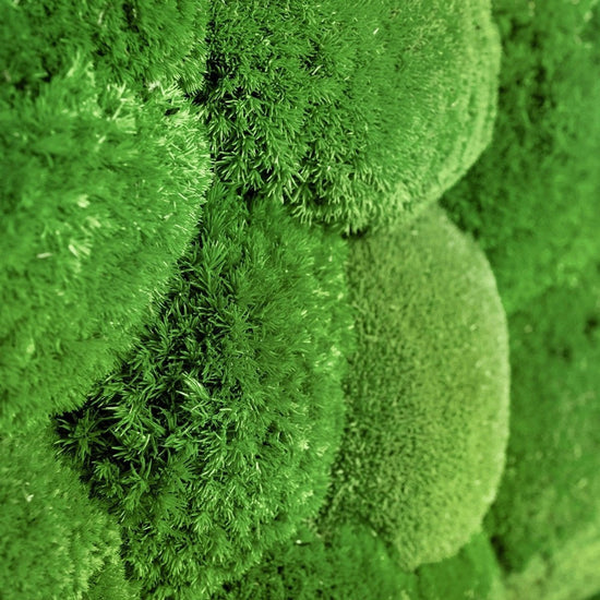 Moosbild Hügelmoos 50x25cm - Dream in Green