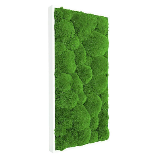 Moosbild Hügelmoos 50x25cm - Dream in Green
