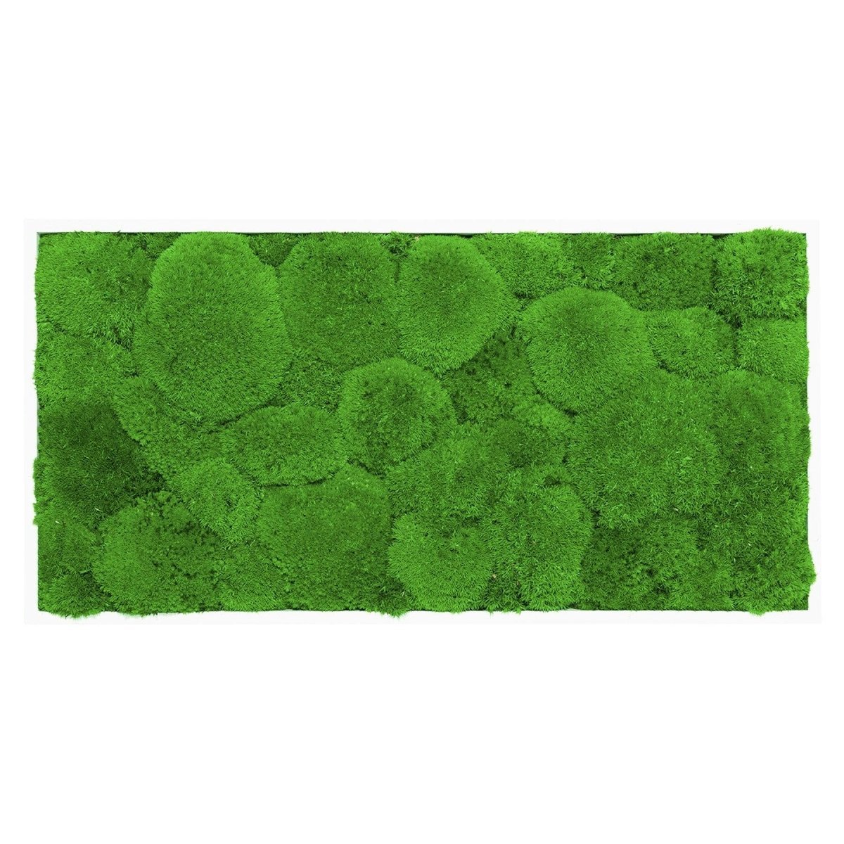 Moosbild Hügelmoos 50x25cm - Dream in Green