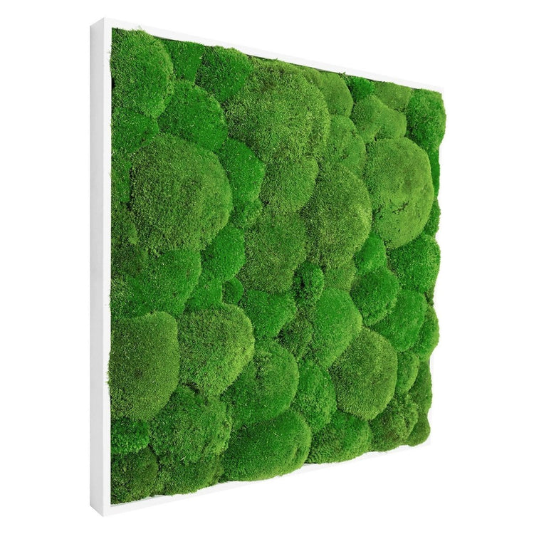 Moosbild Hügelmoos 50x50cm - Dream in Green