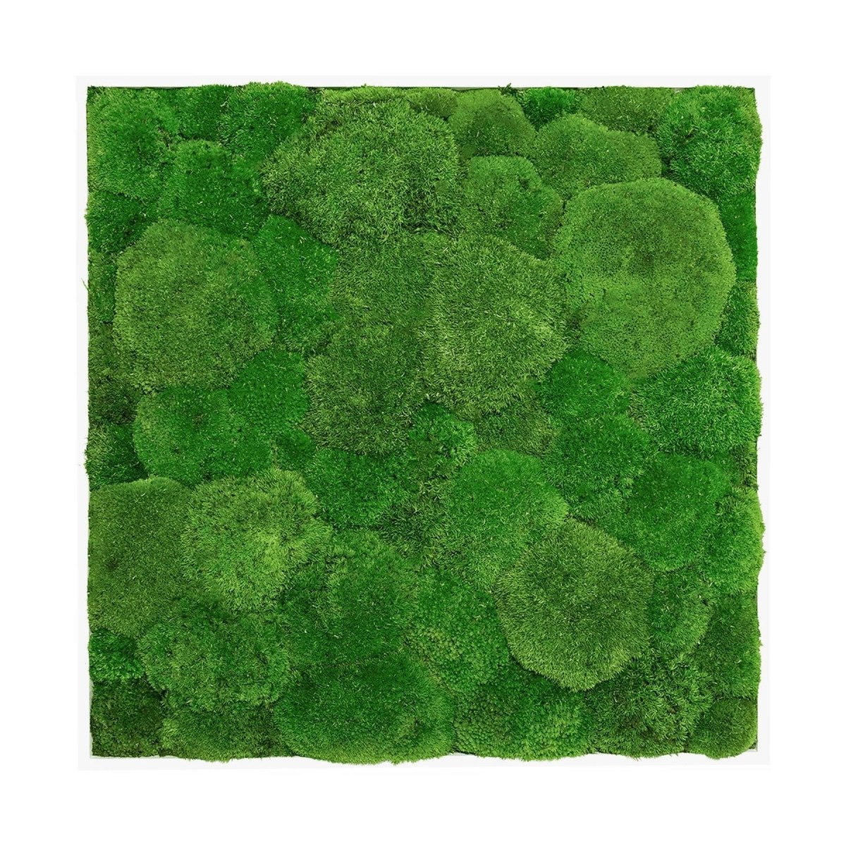 Moosbild Hügelmoos 50x50cm - Dream in Green