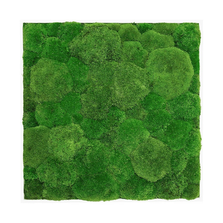 Moosbild Hügelmoos 50x50cm - Dream in Green