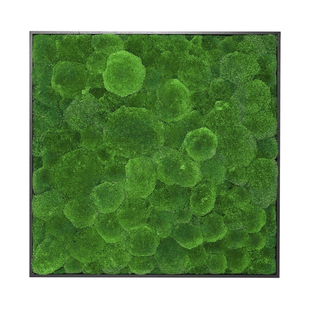 Moosbild Hügelmoos 75x75cm - Dream in Green