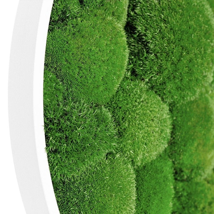 Moosbild Hügelmoos Rund 75cm - Dream in Green