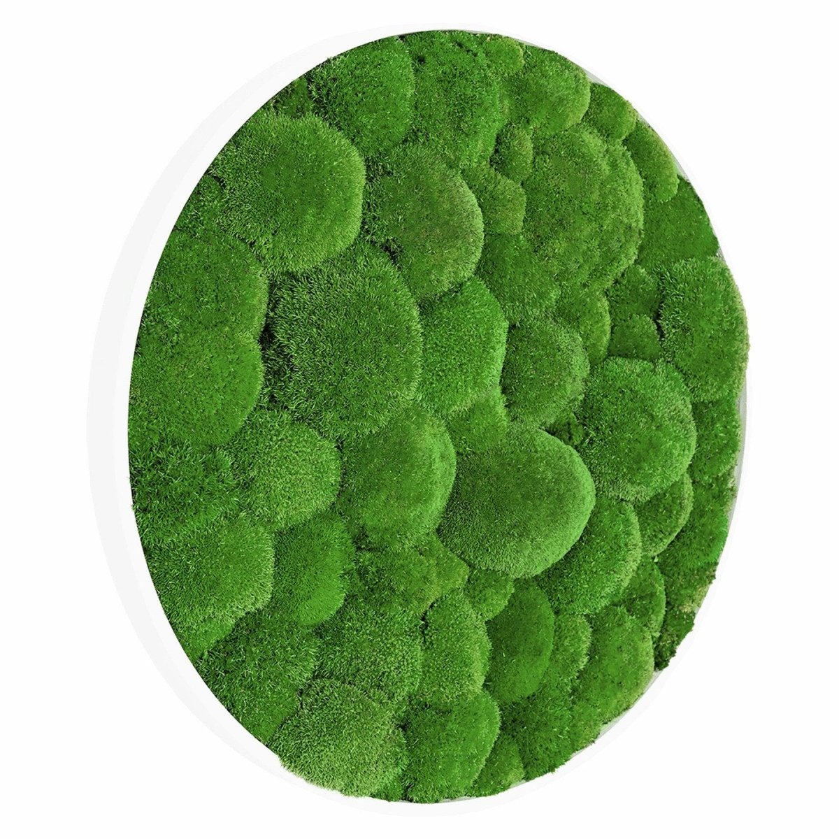 Moosbild Hügelmoos Rund 75cm - Dream in Green