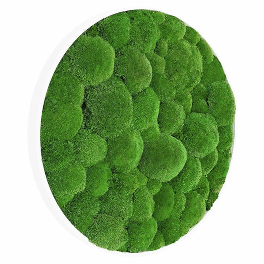 Moosbild Hügelmoos Rund 75cm - Dream in Green