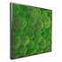 Moosbild Hügelmoos 55x55cm Schwarz - Dream in Green