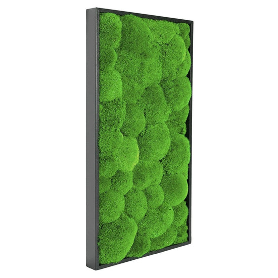 Moosbild Hügelmoos 60x30cm Schwarz - Dream in Green