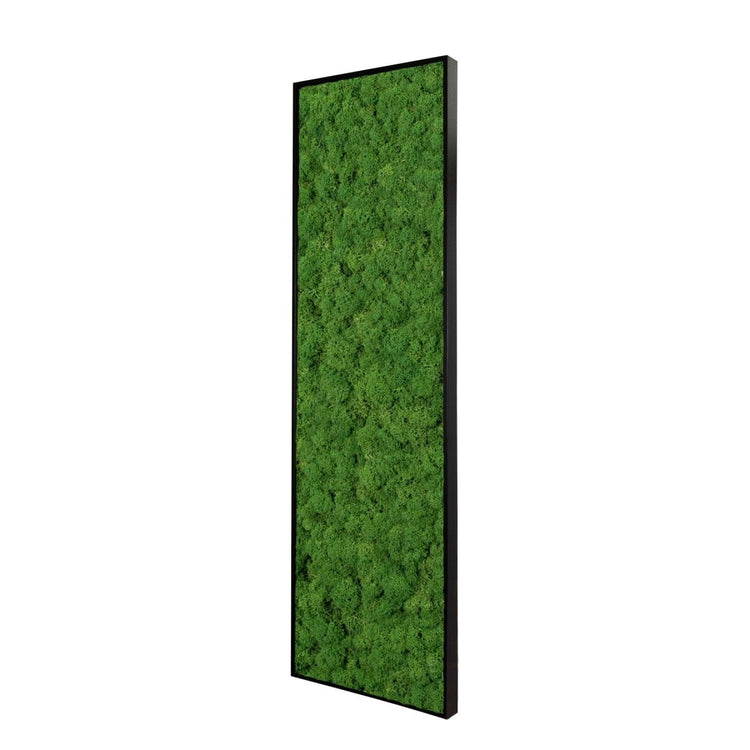 Moosbild Islandmoos 140x40 cm - Dream in Green