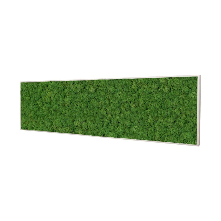 Moosbild Islandmoos 140x40 cm - Dream in Green
