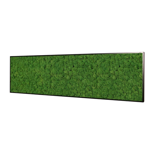 Moosbild Islandmoos 150x50 cm - Dream in Green