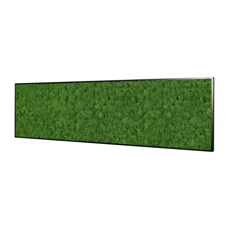Moosbild Islandmoos 150x50 cm - Dream in Green