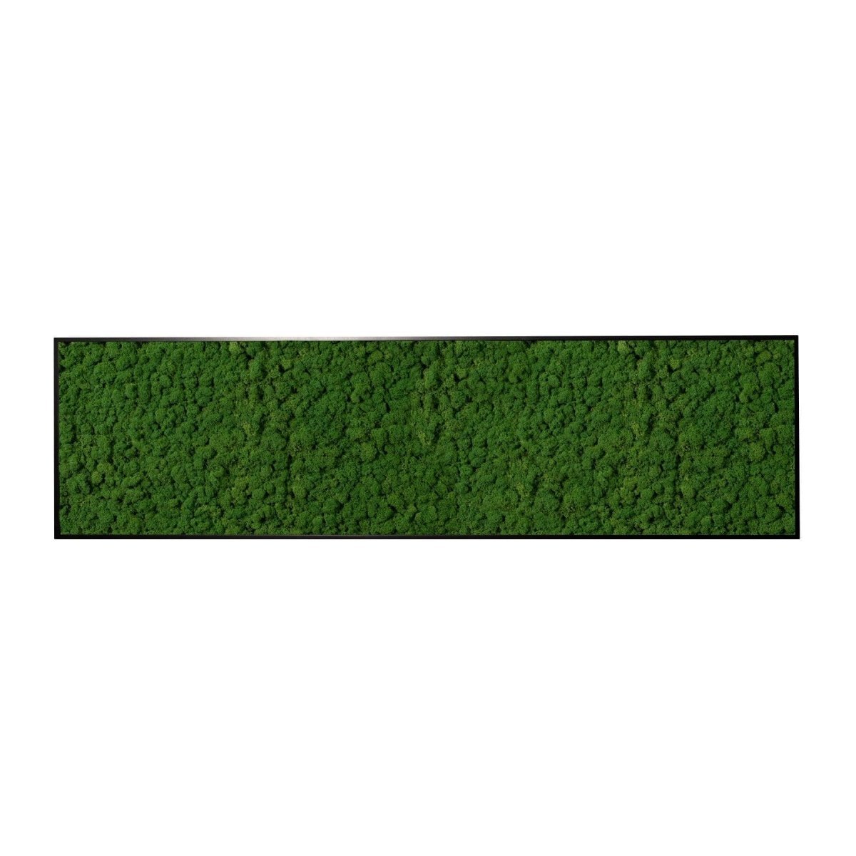 Moosbild Islandmoos 150x50 cm - Dream in Green