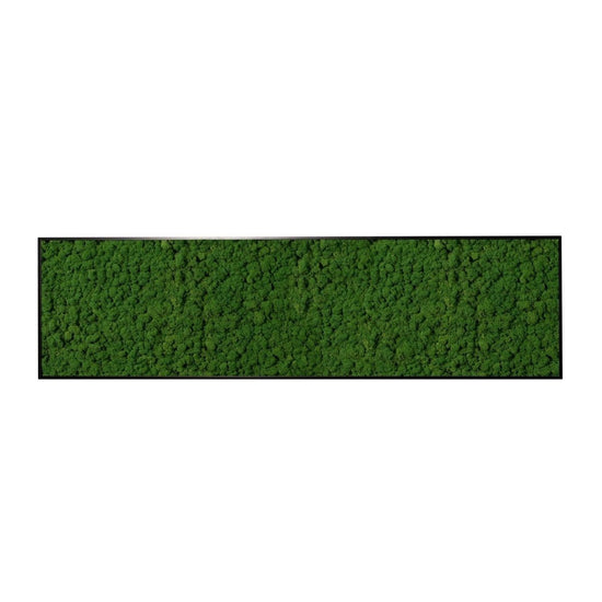 Moosbild Islandmoos 150x50 cm - Dream in Green
