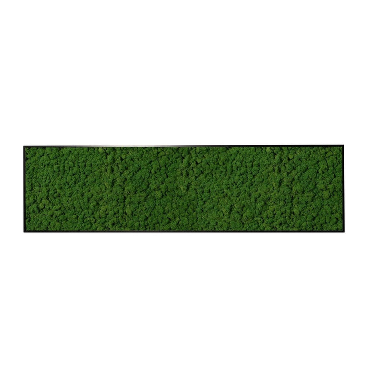 Moosbild Islandmoos 150x50 cm - Dream in Green