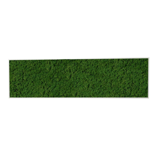 Moosbild Islandmoos 150x50 cm - Dream in Green