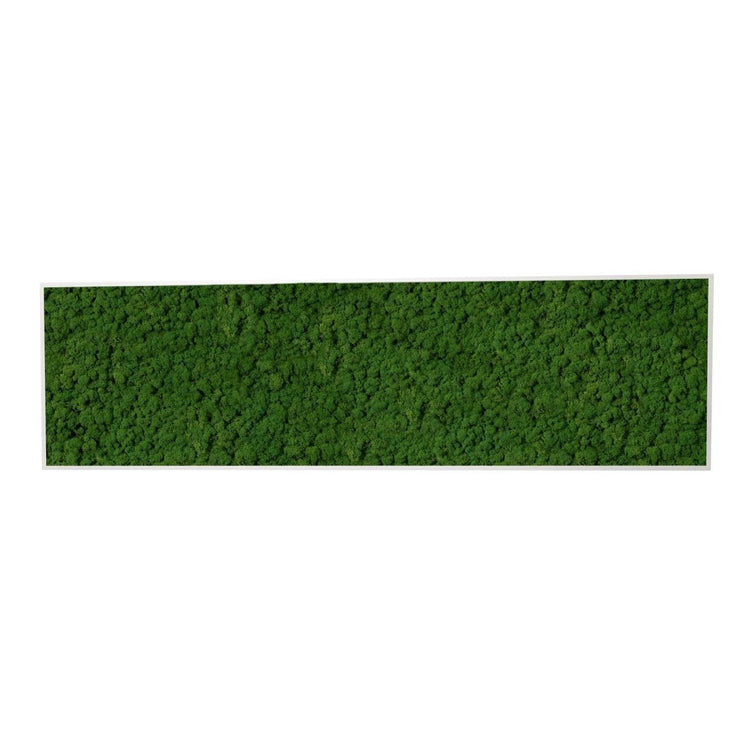 Moosbild Islandmoos 150x50 cm - Dream in Green