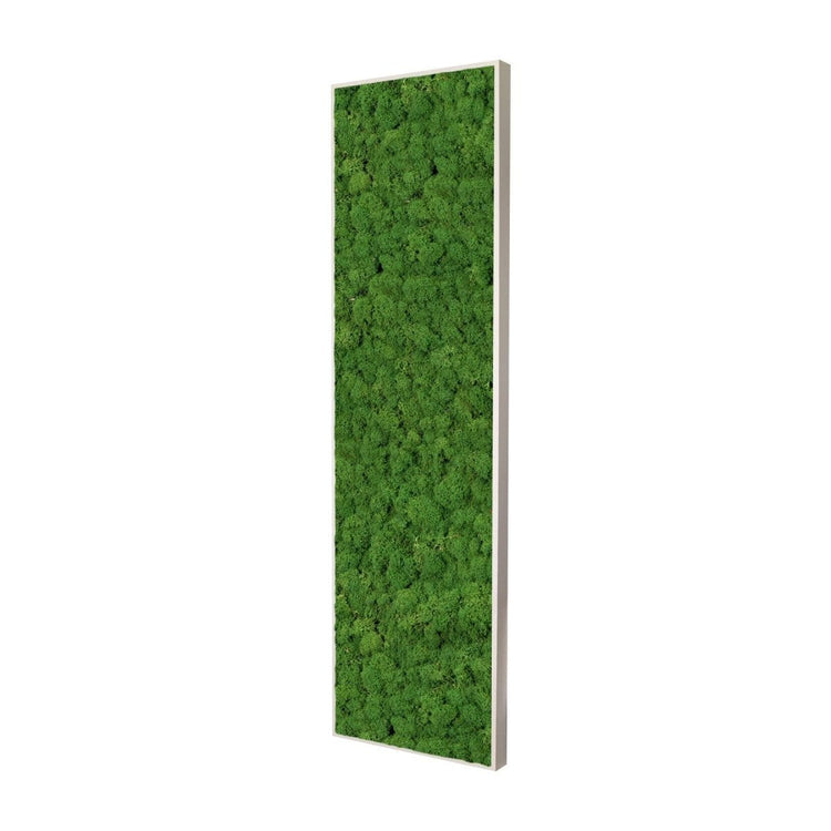 Moosbild Islandmoos 150x50 cm - Dream in Green