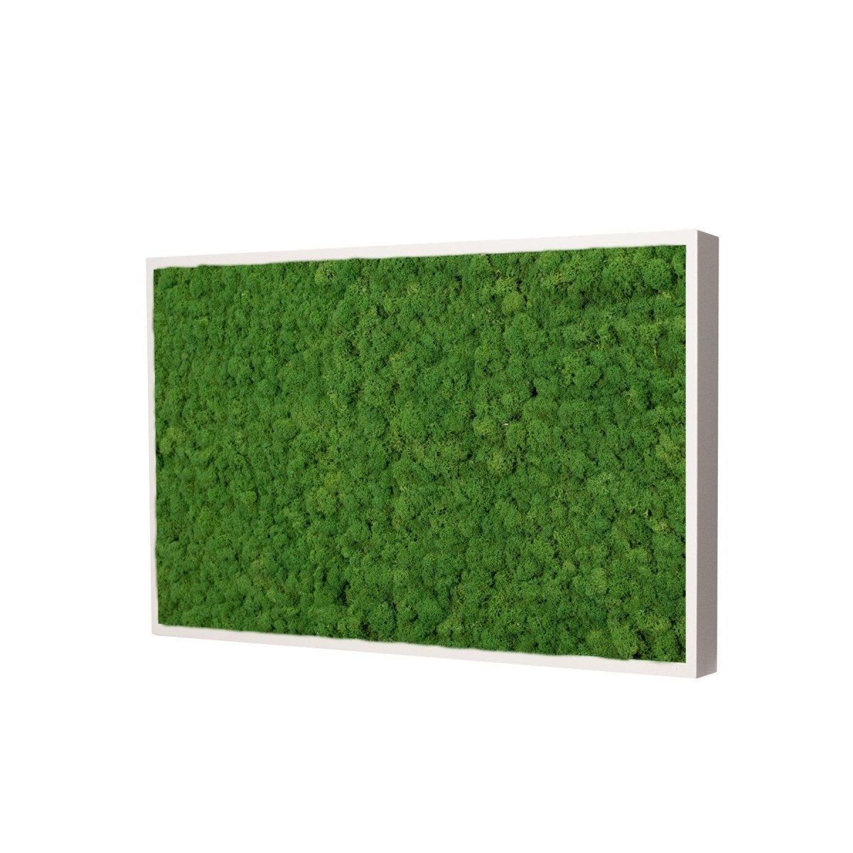 Moosbild Islandmoos 50x25 cm – Rahmen Beige - Dream in Green