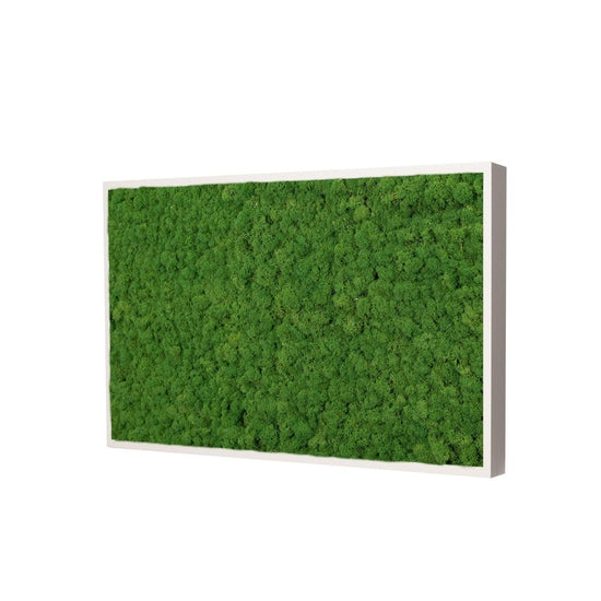 Moosbild Islandmoos 50x25 cm – Rahmen Beige - Dream in Green