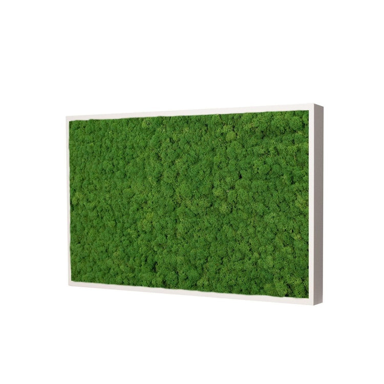 Moosbild Islandmoos 50x25 cm – Rahmen Beige - Dream in Green