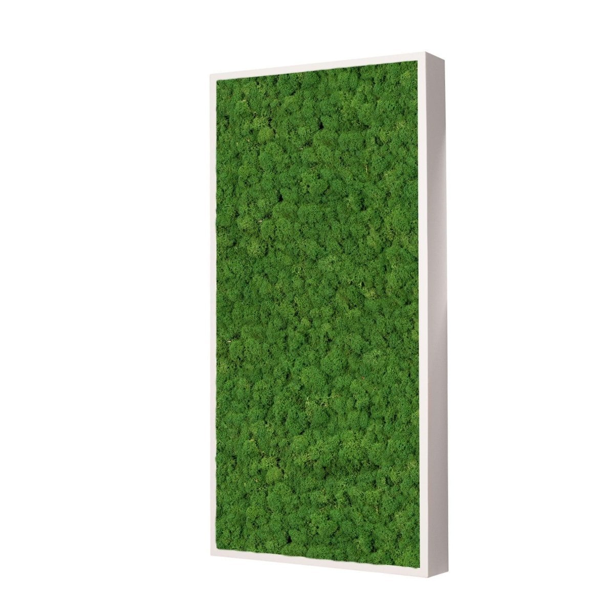 Moosbild Islandmoos 50x25 cm – Rahmen Beige - Dream in Green