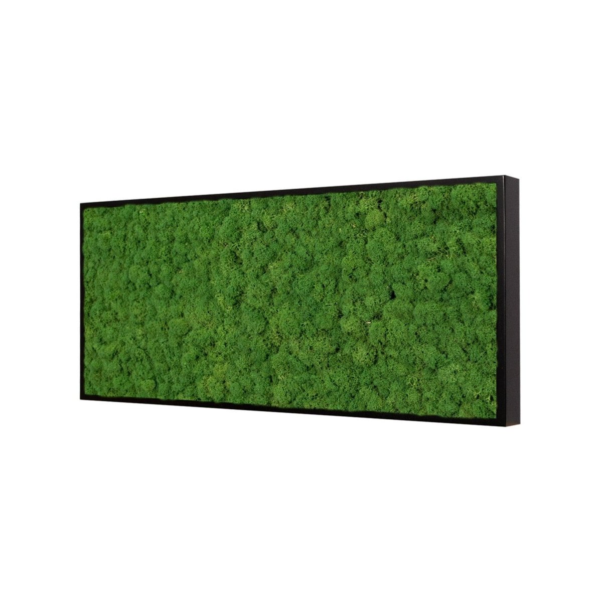 Moosbild Islandmoos 50x25cm Rahmenfarbe Anthrazit - Dream in Green