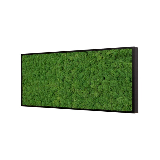Moosbild Islandmoos 50x25cm Rahmenfarbe Anthrazit - Dream in Green